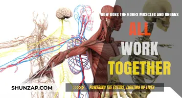 The Intricate Symphony: Bones, Muscles, and Organs in Harmony