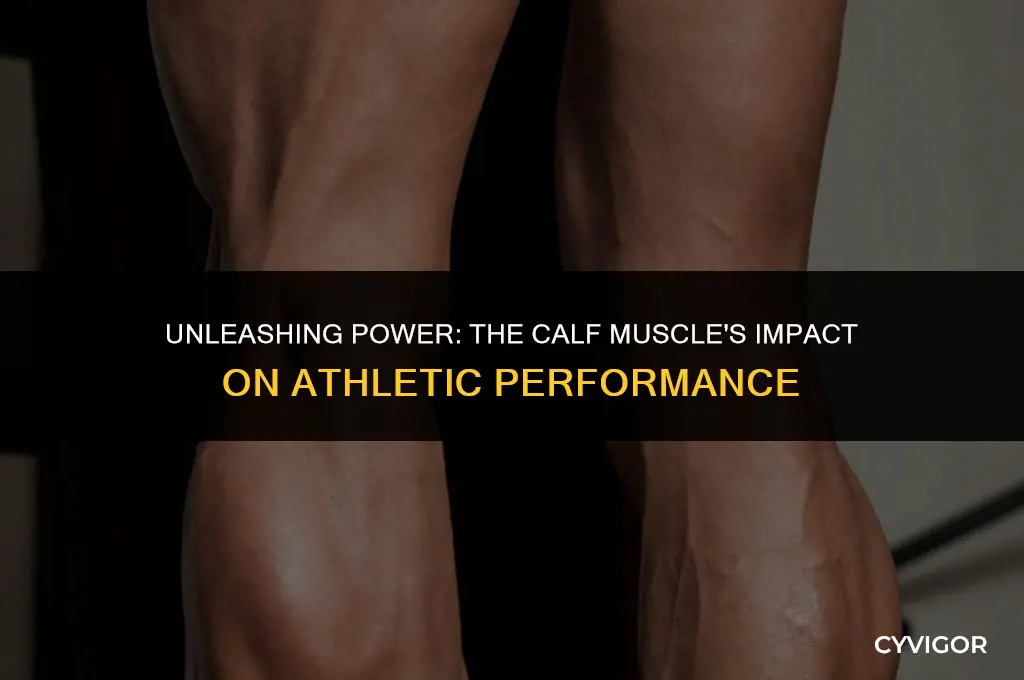 how does the calf muscle affect performance