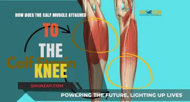 Understanding Calf Muscle Attachment to the Knee: A Comprehensive Guide