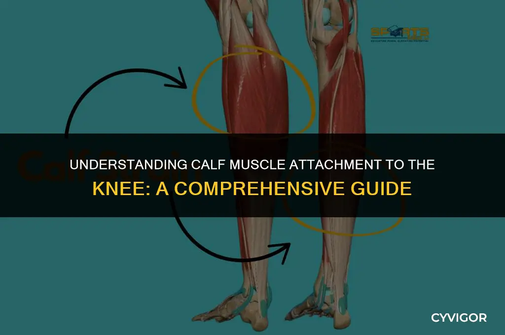 how does the calf muscle attached to the knee