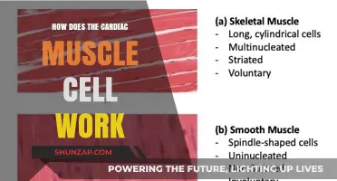 Understanding Cardiac Muscle Cells: Function, Structure, and Contraction Mechanisms