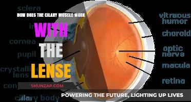 How the Ciliary Muscle Controls Lens Shape for Clear Vision