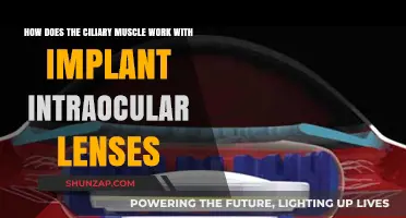 Ciliary Muscle Function with Implant Intraocular Lenses Explained