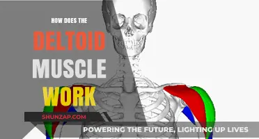 Understanding the Deltoid Muscle: Function, Anatomy, and Movement Mechanics