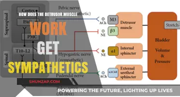 Understanding Detrusor Muscle Function and Sympathetic Nervous System Influence