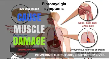 The Flu: Understanding Muscle Damage