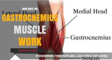 Understanding the Gastrocnemius Muscle: Function, Mechanics, and Role in Movement