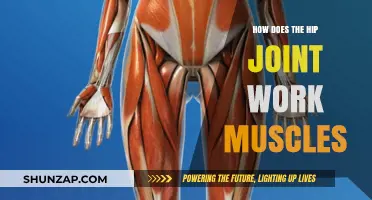 Understanding Hip Joint Mechanics: Muscles, Movement, and Function Explained
