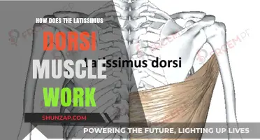 Understanding the Latissimus Dorsi: Function, Movement, and Strength Training