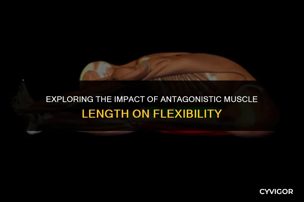 how does the length of antagonistic muscles affect flexibility
