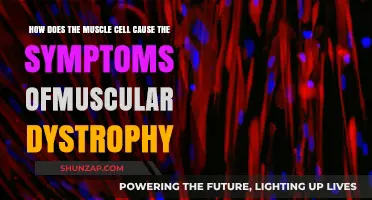 Muscle Cell Dysfunction: Unraveling the Mystery of Muscular Dystrophy