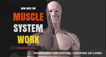 Understanding the Muscle System: Functions, Types, and Coordination Explained