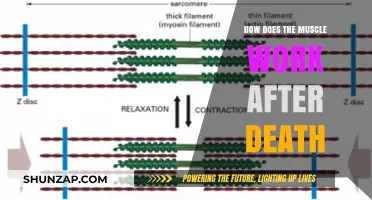 Postmortem Muscle Mechanics: Understanding Rigor Mortis and Beyond