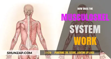 Understanding the Musculoskeletal System: Bones, Muscles, and Movement Explained