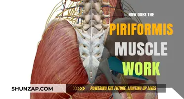 Understanding the Piriformis Muscle: Function, Role, and Impact on Movement