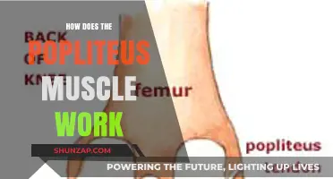 Understanding the Popliteus Muscle: Function, Movement, and Importance