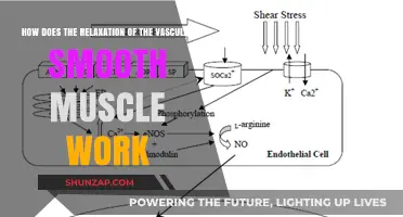 Understanding Vascular Smooth Muscle Relaxation: Mechanisms and Physiological Impact