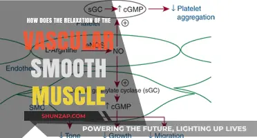 Understanding Vascular Smooth Muscle Relaxation: Mechanisms and Health Implications