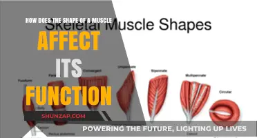 Muscle Morphology: Understanding the Link Between Shape and Function