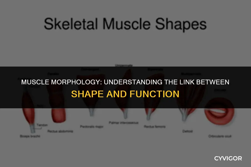how does the shape of a muscle affect its function