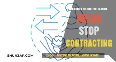 Understanding Skeletal Muscle Relaxation: Mechanisms to Stop Contractions