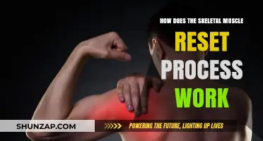 Understanding Skeletal Muscle Reset: Mechanisms, Recovery, and Optimal Function