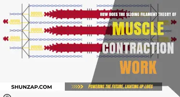 Understanding Muscle Contraction: The Sliding Filament Theory Explained