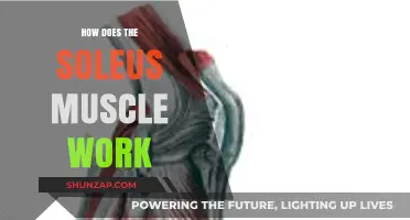 Understanding the Soleus Muscle: Function, Mechanics, and Role in Movement