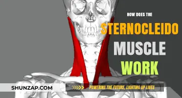 Understanding the Sternocleidomastoid Muscle's Role in Neck Movement and Stability