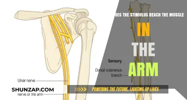 From Nerve to Muscle: The Arm's Stimulus Journey Explained