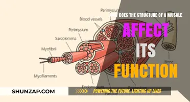 Unraveling the Intricacies: How Muscle Structure Dictates Function
