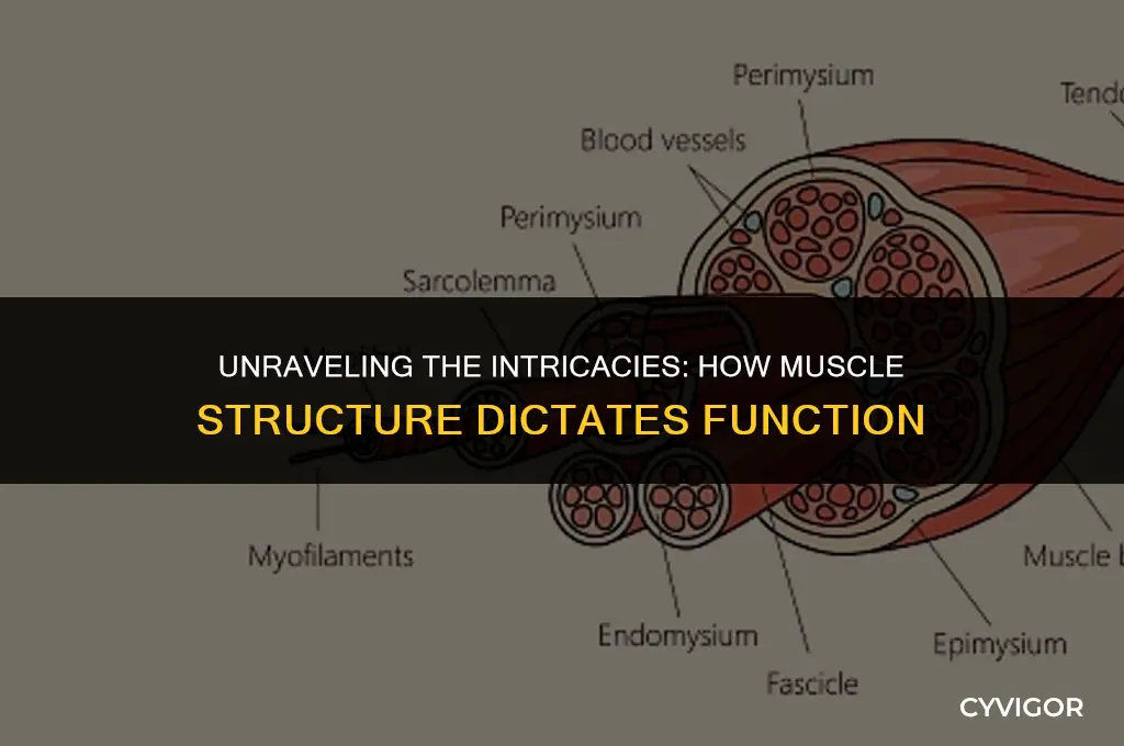 how does the structure of a muscle affect its function