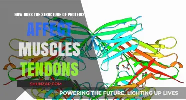 Unraveling the Connection: Protein Structure and Muscle-Tendon Function