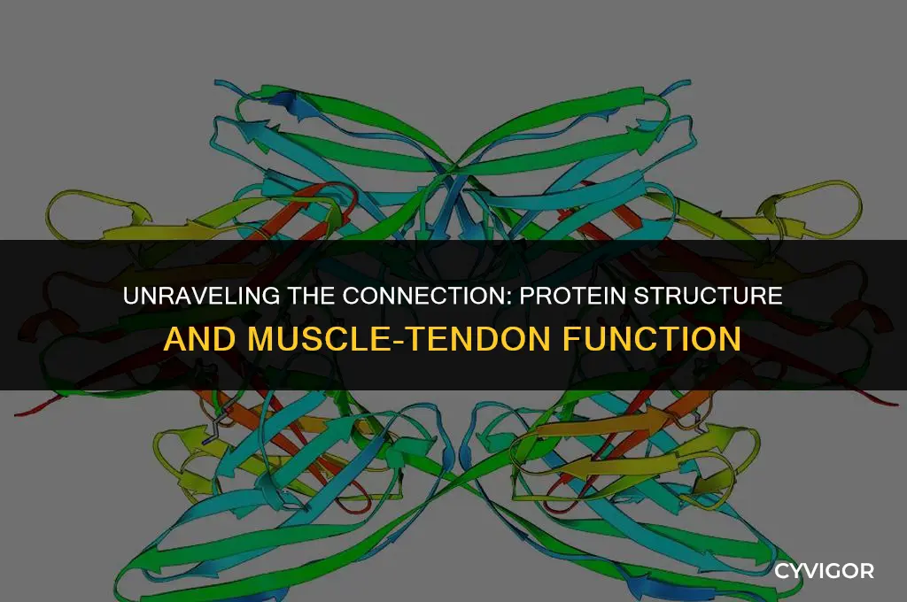 how does the structure of proteins affect muscles tendons