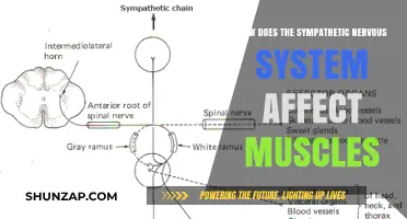 Unveiling the Sympathetic Nervous System's Impact on Muscle Function