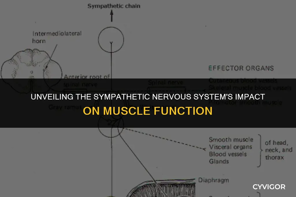 how does the sympathetic nervous system affect muscles