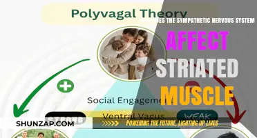Autonomic Influence: The Sympathetic Nervous System's Impact on Striated Muscle Function