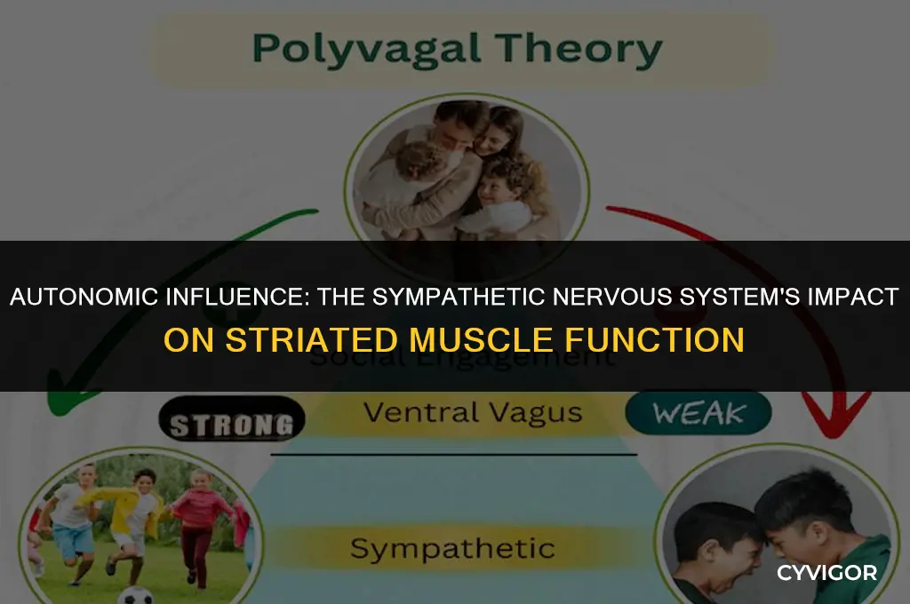 how does the sympathetic nervous system affect striated muscle