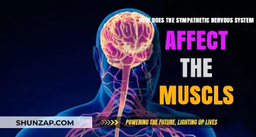 Unraveling the Sympathetic Nervous System's Impact on Muscle Function