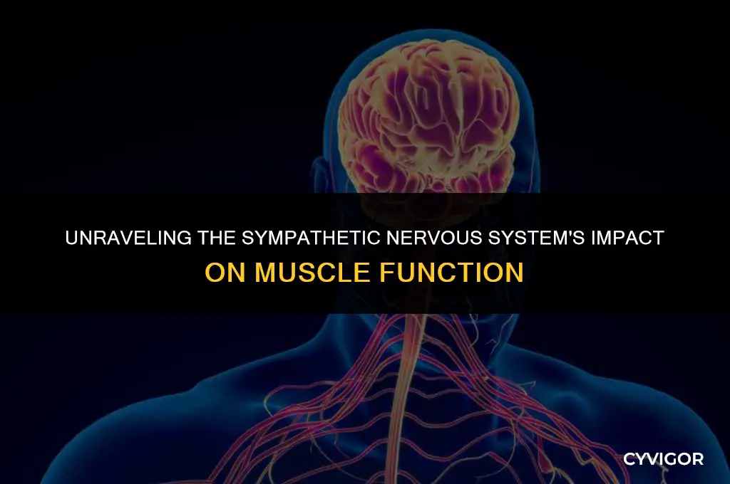 how does the sympathetic nervous system affect the muscls