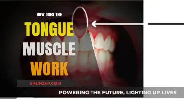 Understanding the Tongue Muscle: Function, Movement, and Coordination Explained