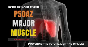 Exploring the Connection: Trapezius and Psoas Major Muscle Interaction