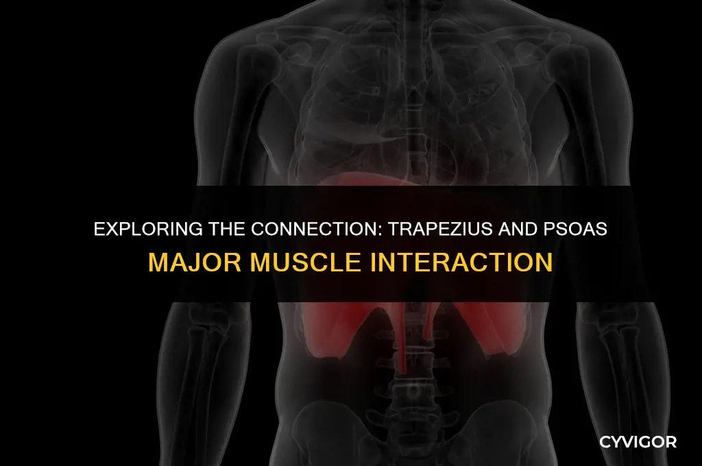how does the trapezius affect the psoaz major muscle