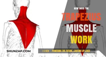 Understanding the Trapezius Muscle: Function, Anatomy, and Movement Mechanics