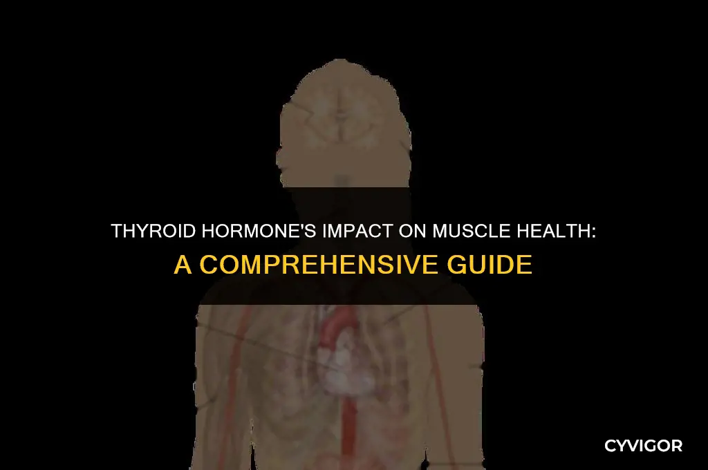 how does thyroid hormone affect the muscles
