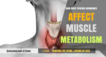 Thyroid Hormones and Muscle Metabolism: An In-Depth Look