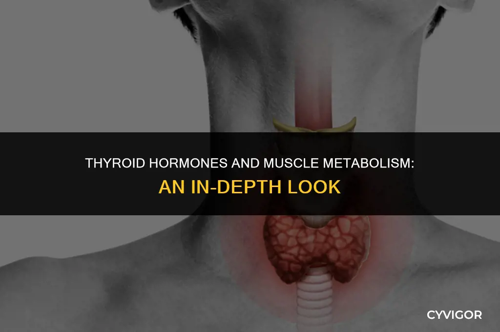 how does thyroid hormones affect muscle metabolism