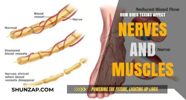 Unveiling the Impact: How Toxins Affect Nerves and Muscles