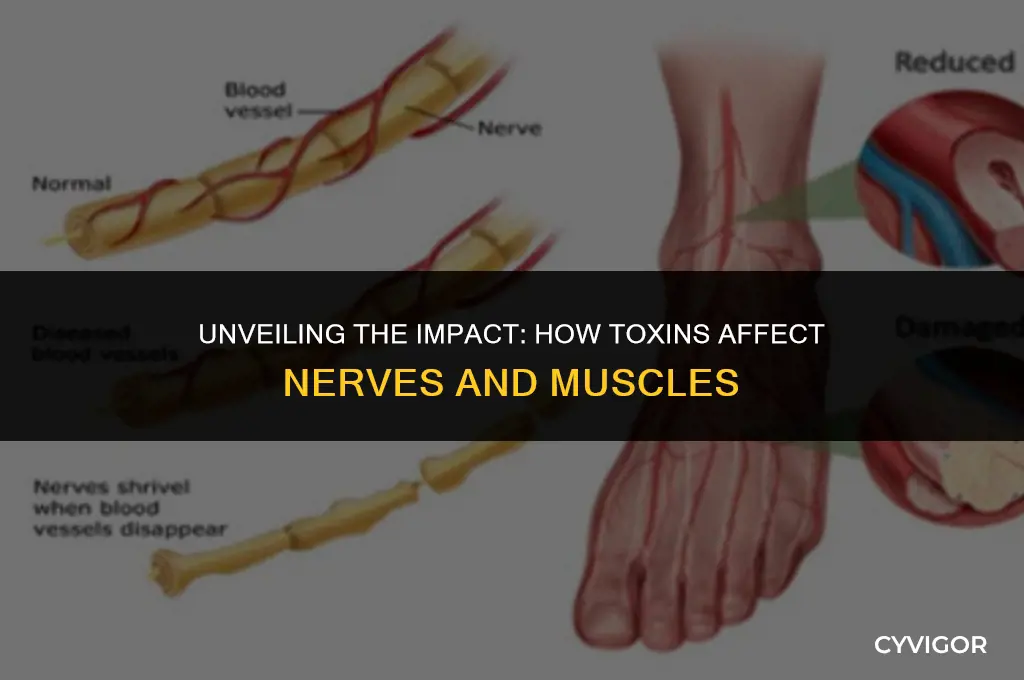 how does toxins affect nerves and muscles