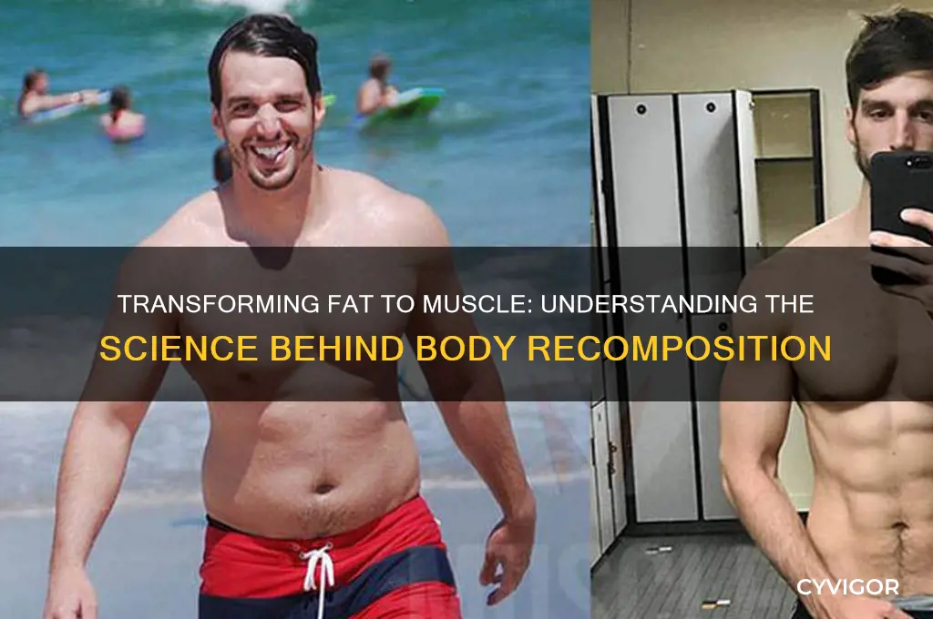 how does turning fat into muscle work